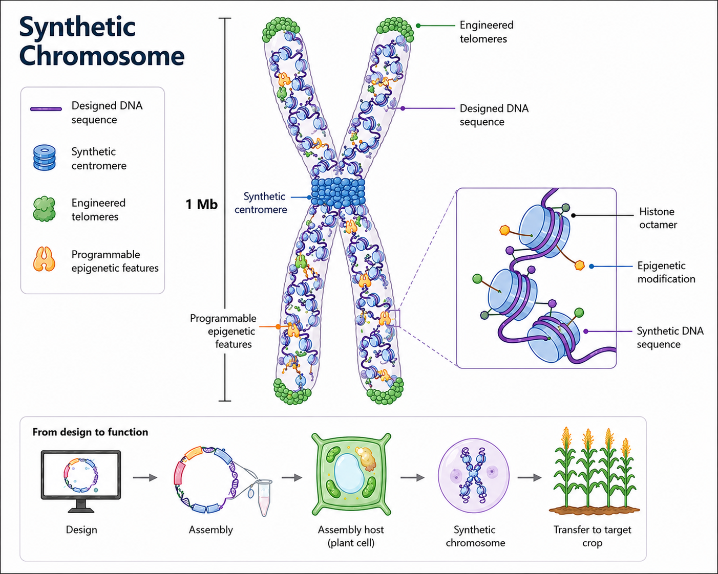 Synthetic chromosomes