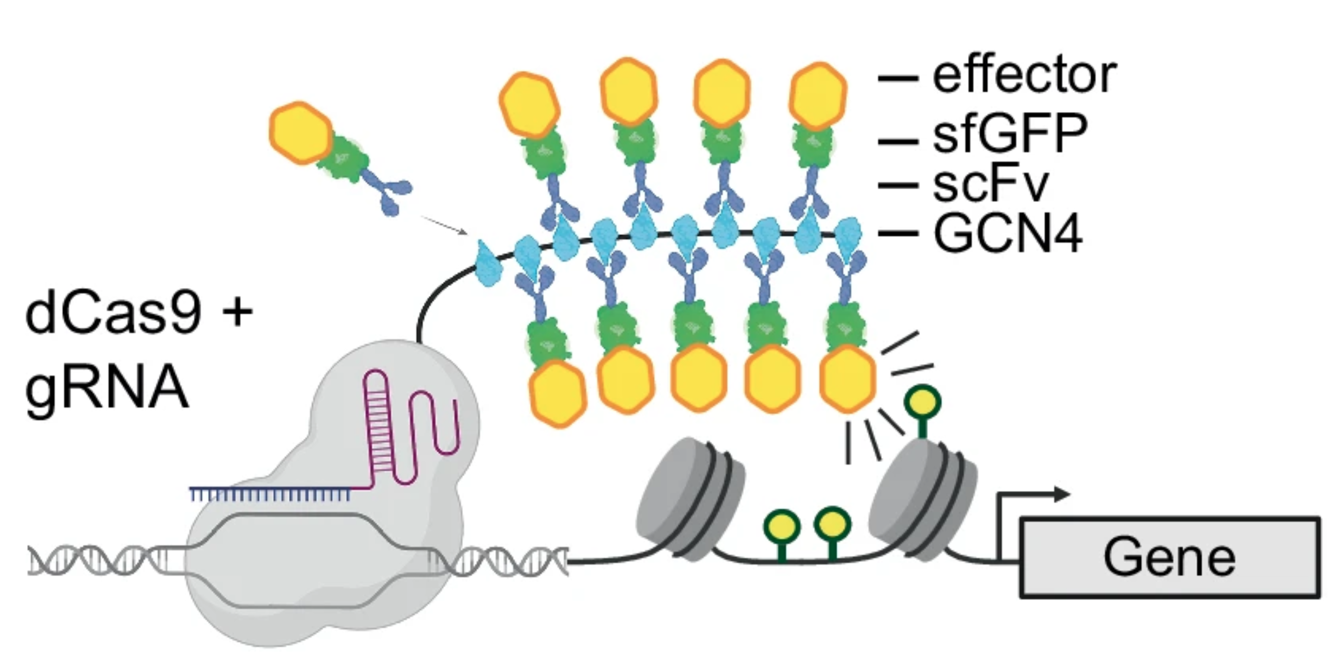 Epigenome engineering