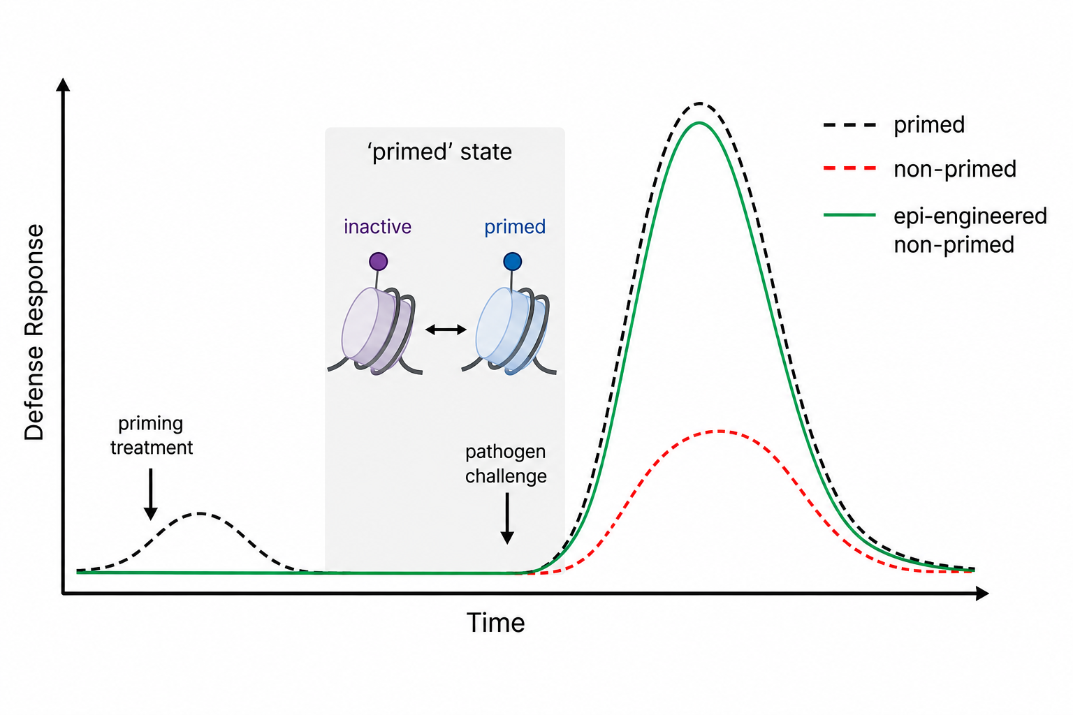 Priming and transcriptional memory